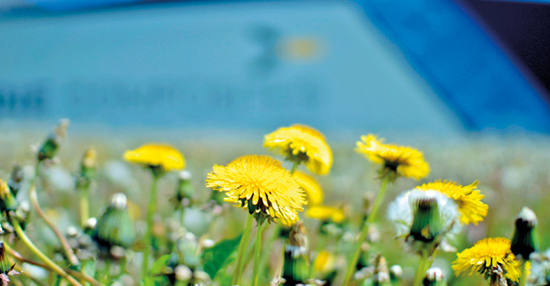 Billede af mælkebøtter